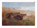 Snipe, 1923 by Archibald Thorburn