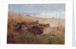 Snipe, 1923 by Archibald Thorburn