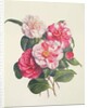 Camelias, c.1840 by Augusta Innes Withers