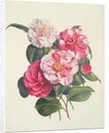 Camelias, c.1840 by Augusta Innes Withers