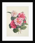 Camelias, c.1840 by Augusta Innes Withers