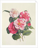 Camelias, c.1840 by Augusta Innes Withers