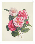 Camelias, c.1840 by Augusta Innes Withers