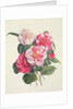 Camelias, c.1840 by Augusta Innes Withers