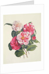 Camelias, c.1840 by Augusta Innes Withers
