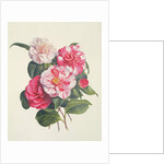 Camelias, c.1840 by Augusta Innes Withers