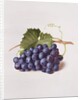 Fruit of the Vine, 1868 by Augusta Innes Withers