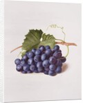 Fruit of the Vine, 1868 by Augusta Innes Withers