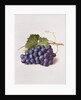 Fruit of the Vine, 1868 by Augusta Innes Withers