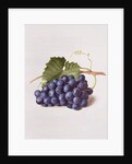 Fruit of the Vine, 1868 by Augusta Innes Withers