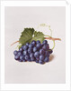 Fruit of the Vine, 1868 by Augusta Innes Withers