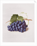Fruit of the Vine, 1868 by Augusta Innes Withers