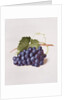 Fruit of the Vine, 1868 by Augusta Innes Withers