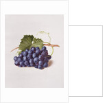 Fruit of the Vine, 1868 by Augusta Innes Withers