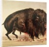 Buffalo stricken by arrows by George Catlin