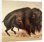 Buffalo stricken by arrows by George Catlin