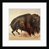Buffalo stricken by arrows by George Catlin