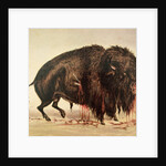 Buffalo stricken by arrows by George Catlin