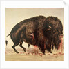 Buffalo stricken by arrows by George Catlin