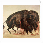 Buffalo stricken by arrows by George Catlin