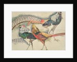 Lady Amherst's Pheasant by Theo van Rysselberghe
