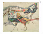 Lady Amherst's Pheasant by Theo van Rysselberghe