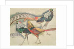 Lady Amherst's Pheasant by Theo van Rysselberghe