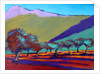 Olive Trees by Paul Powis