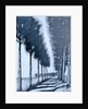 Avenue by Paul Powis