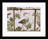 Ibis, from a Fresco of an Aviary in the Villa Medici, c.1576-77 by Jacopo Zucchi