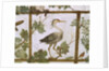 Ibis, from a Fresco of an Aviary in the Villa Medici, c.1576-77 by Jacopo Zucchi