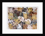 Pigs Galore by Pat Scott