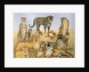 The Big Cats by Pat Scott