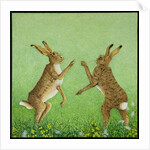 Boxing clever by Pat Scott