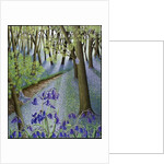 A Fresh Start, 2011 by Pat Scott