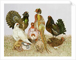 Game Birds by Pat Scott