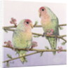 Love Birds by Pat Scott