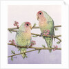 Love Birds by Pat Scott