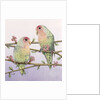 Love Birds by Pat Scott