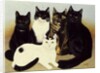 Miss Cox's Cats by Pat Scott