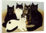 Miss Cox's Cats by Pat Scott