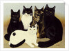 Miss Cox's Cats by Pat Scott