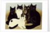 Miss Cox's Cats by Pat Scott