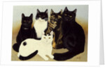 Miss Cox's Cats by Pat Scott