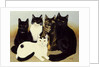 Miss Cox's Cats by Pat Scott