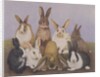 Lucky rabbits by Pat Scott