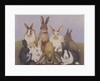 Lucky rabbits by Pat Scott