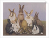 Lucky rabbits by Pat Scott