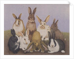 Lucky rabbits by Pat Scott