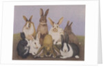 Lucky rabbits by Pat Scott